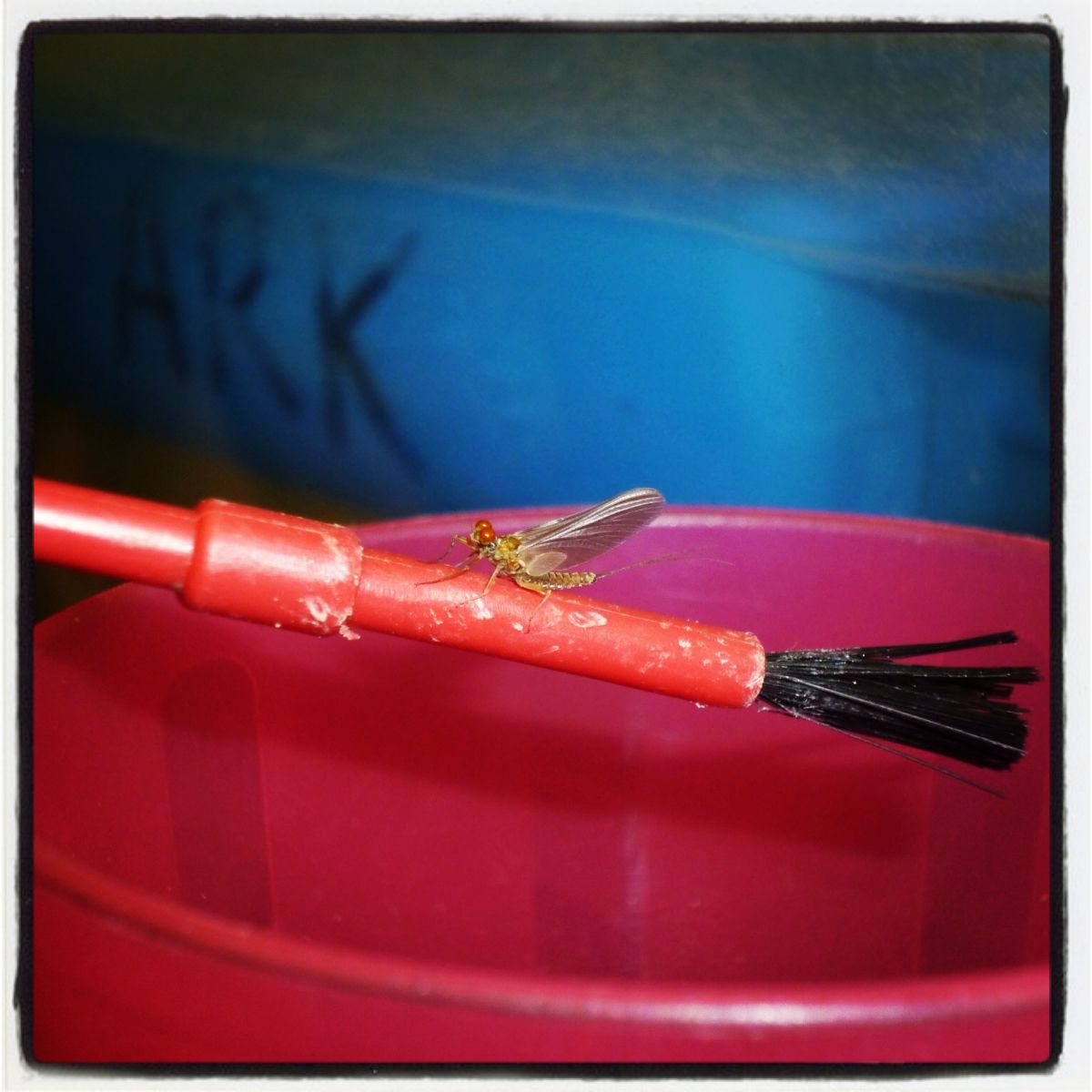 A hatched Mayfly from 2013