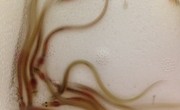 Eels set to return to the Kennet